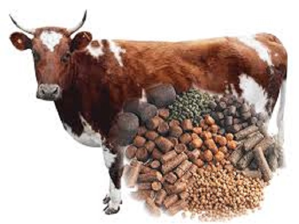 CATTLE FEED