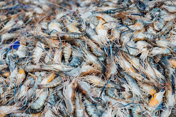 SHRIMP FEED